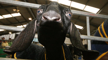 Photograph of a goat