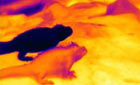Infrared image of lizard
