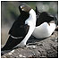 Skokholm (Image: Razorbills)