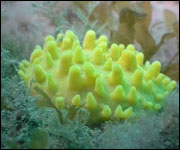 sponge