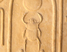 Scarab beetle