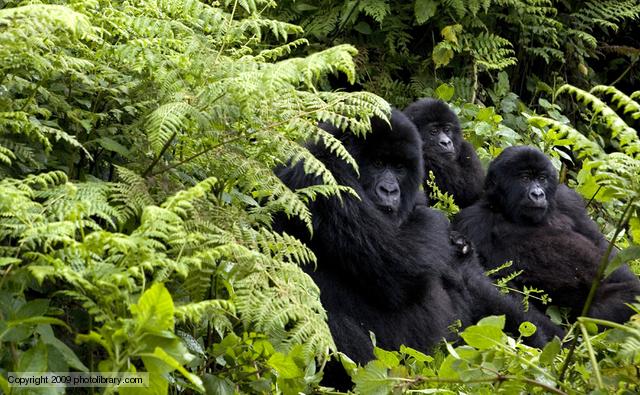 Gorillas