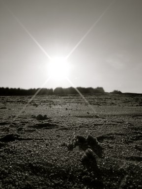 Lonely Sun Set