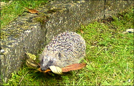 Hedgehog