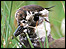Lapwing: link.