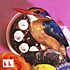 Review of Goodbye Falkenberg Review of Goodbye Falkenberg