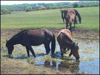 New Forest ponies drinking
