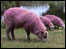 Latitude Festival sheep