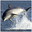 Dolphin c/o Charlie Phillips