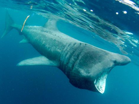 Basking Sharks off Lamorna - Will Postlethwaite