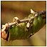 Puss Moth Caterpillar