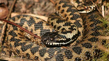 adders.jpg