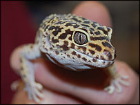 Leopard gecko