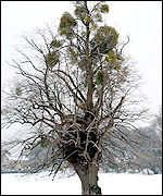 A tree on Leckhampton Hill, photographed by Aelred Down