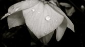 Crying Beauty...