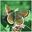 Woodland actvities (Image: Butterfly c/o Natural England and Peter Wakely) 