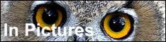 Owl: In Pictures