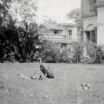 A vulture