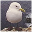 Kittiwake