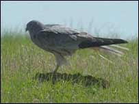 Montagu's Harrier