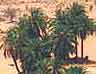 Saharan oasis