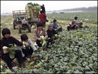 Agricultores na China. Foto: AP