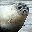 Seal c/o Beans Boat Trips
