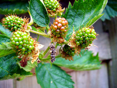 Blackberries