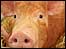 A piglet at the Royal Norfolk Show: link.
