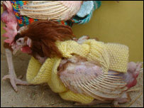 Former battery hen wearing a 'chicken jumper'