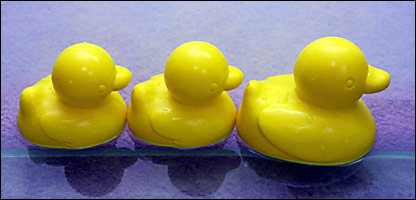 Patos de hule
