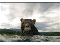 Imagem premiada em concurso (Foto: Sergey Gorshkov/Shell Wildlife Photographer of the Year 2007)
