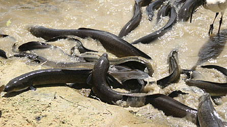 Eels