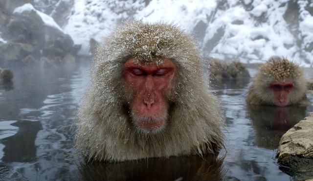 Japanese macaque (image: Yukihiro Fukuda)