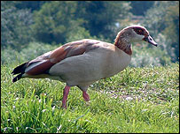 Picture: Egyptian goose