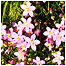 Centaurium scilloides c/o National Botanic Garden of Wales