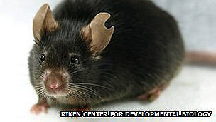 mouse