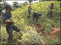 Colombianos trabalham em plantação de coca
