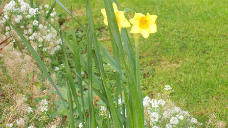 A confused daffodil