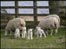 Lambs in field near Derwent Reservoir. Photo: Carole Jeffery