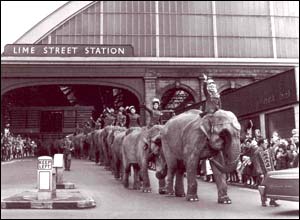 Elephants arriving at Lime Street