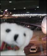 Gulliver the globe trotting bear