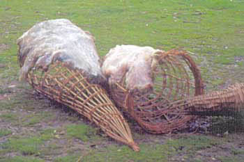 Curing animal skin