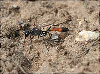 Sand wasp by Margaret Holland
