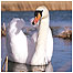 Wetlands Index (Image: Mute Swan c/o RSPB Images/Gomersall)