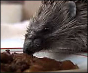 Pierre eating some cat food