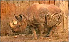 Sita, the black rhino 