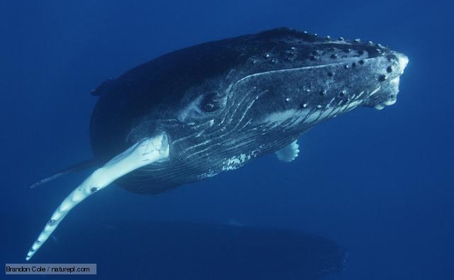 Humpback whale (Image: Brandon Cole / NPL)