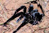 Tarantula