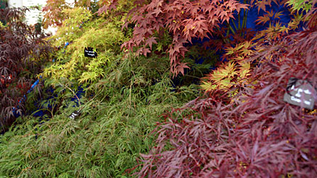 Acers